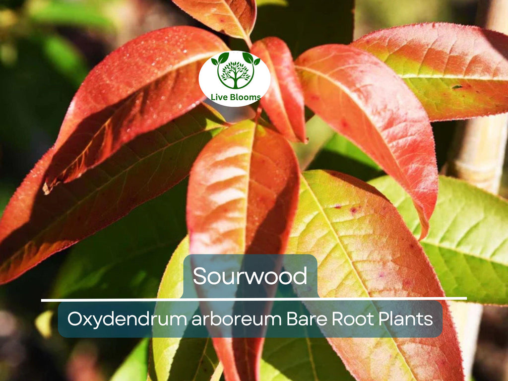 2 Sourwood Trees – Bare Root 1–2 Ft Tall – Oxydendrum Arboreum Saplings for Planting – Fall Color & Summer Blooms