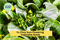 3pcs of 500mg Yu Choy Sum Seeds – Fast-Growing Asian Greens for Stir-Fry, Salads & Home Vegetable Gardens Seeds for Planting