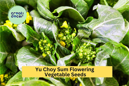 3pcs of 500mg Yu Choy Sum Seeds – Fast-Growing Asian Greens for Stir-Fry, Salads & Home Vegetable Gardens Seeds for Planting