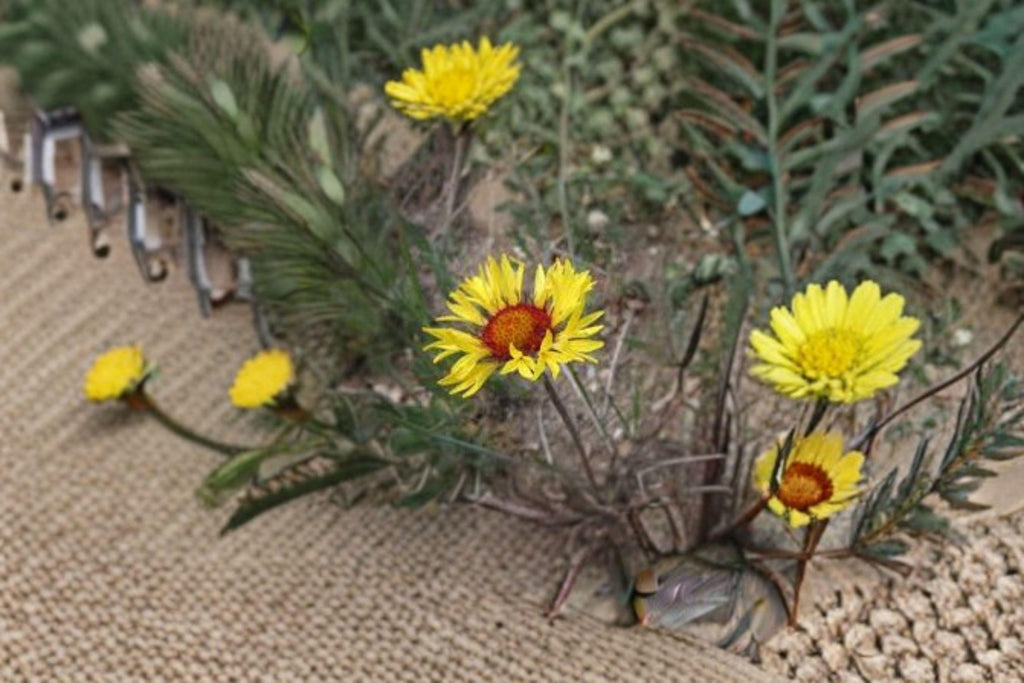 Meriwether Blanketflower Seeds - Gaillardia Aristata, Red & Yellow Blooms, Native Perennial (25 Seeds)