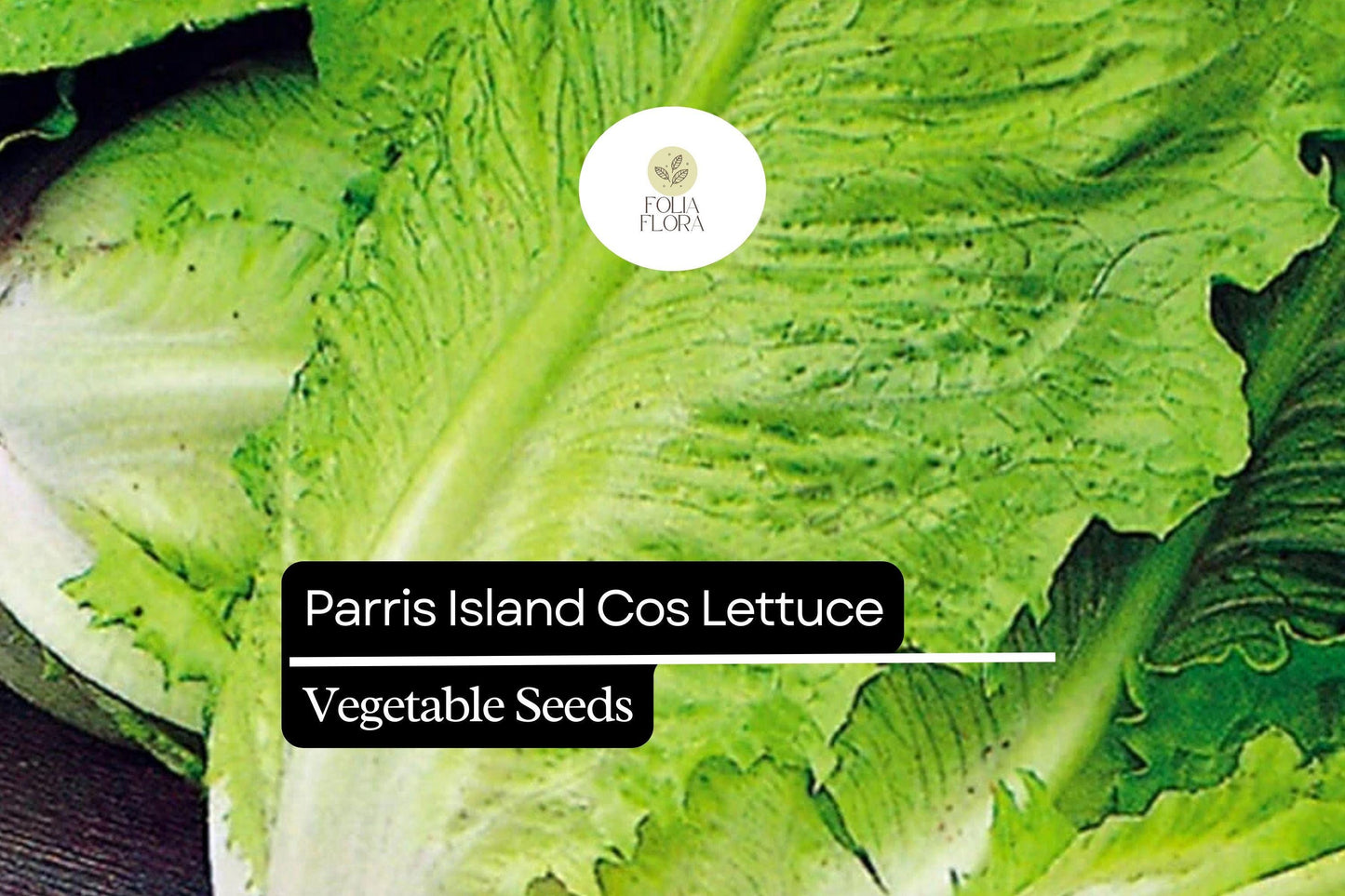 1000 Parris Island Cos Lettuce Seeds – Lactuca sativa – Heirloom Romaine, Crisp & Sweet, Heat-Tolerant, Easy to Grow