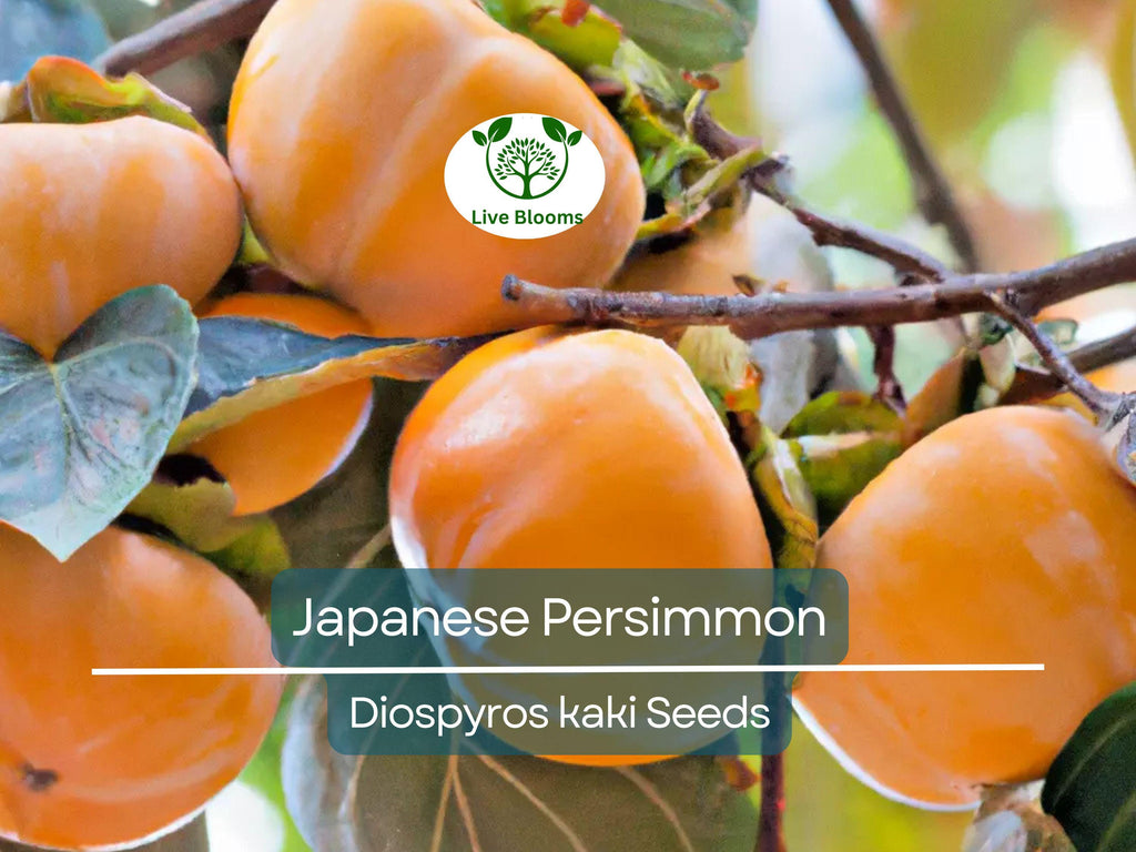 5 Japanese Persimmon Seeds (Diospyros kaki) - Edible Fruit Tree, Sweet, Nutritious Fruit for Garden or Orchard - Non-GMO, Easy to Grow