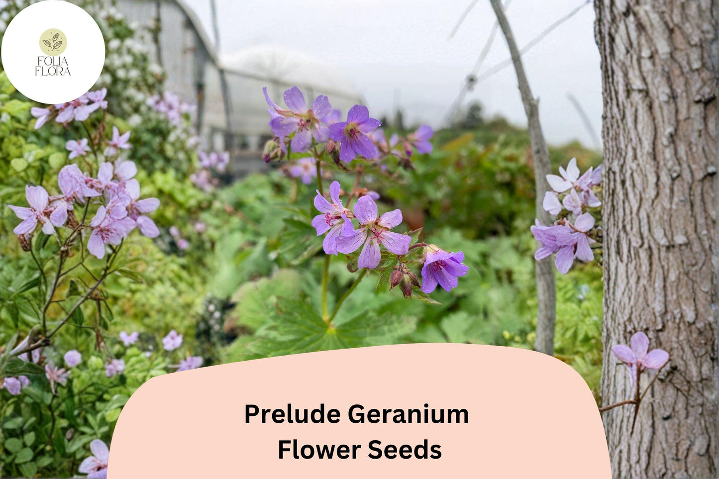 25+ Prelude Geranium Seeds for Garden Planting – Vibrant Purple Blooms, Easy to Grow Perennial Flower
