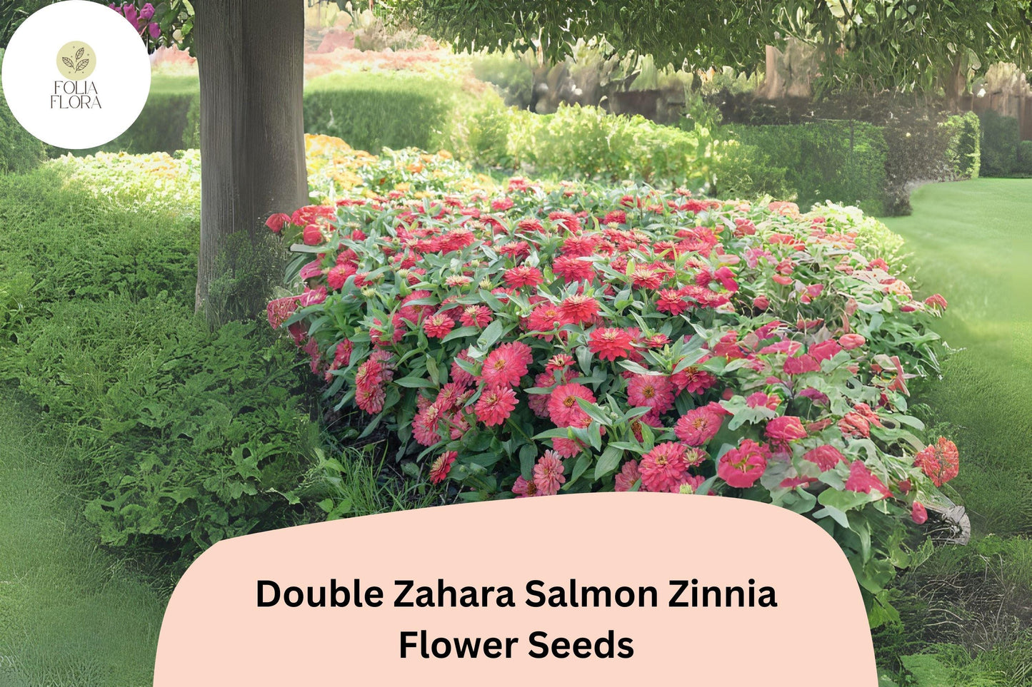 100+ Double Zahara Salmon Zinnia Seeds – Compact Coral-Pink Double Blooms for Summer Gardens