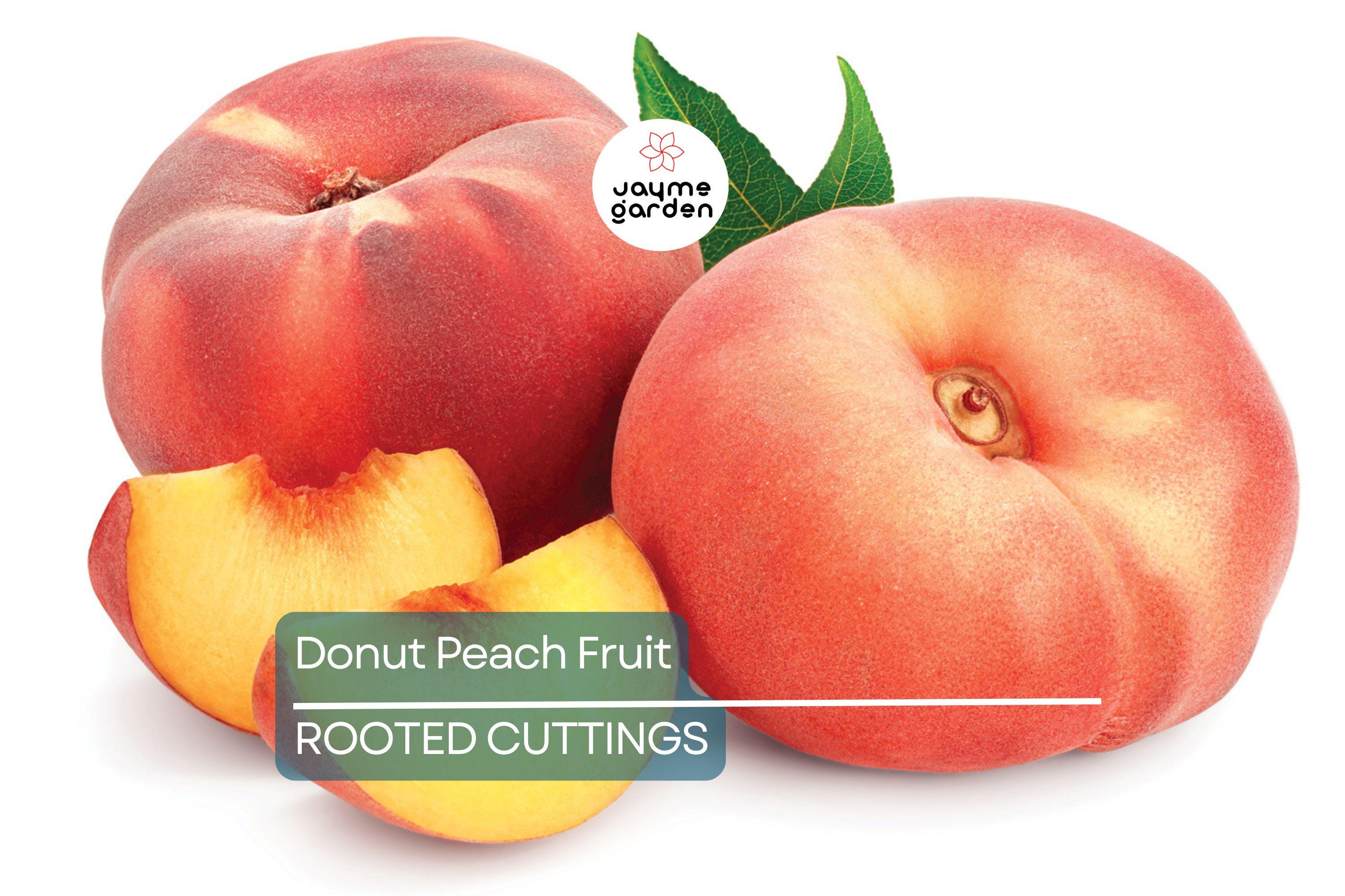 Donut Peach Tree Scion - 6 Premium Cuttings for Grafting, Sweet White Flesh