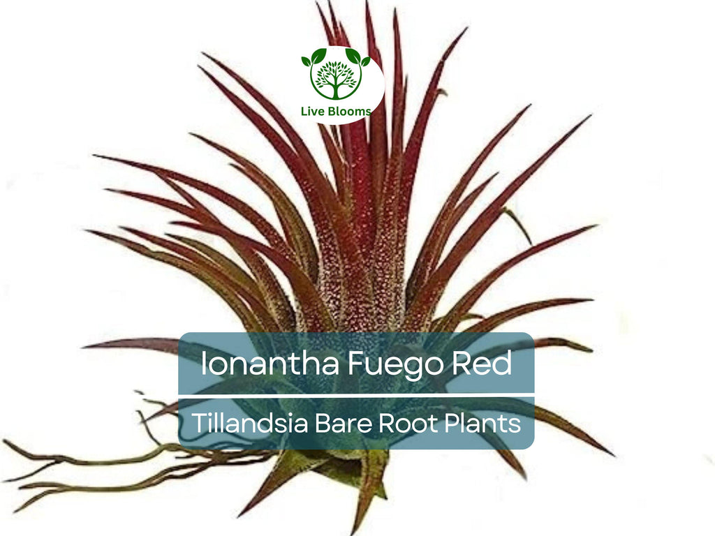5 Ionantha Fuego Red Air Plants – Exotic Tillandsia – Bare Root – Low Maintenance Houseplants – Vibrant Color, No Soil Needed