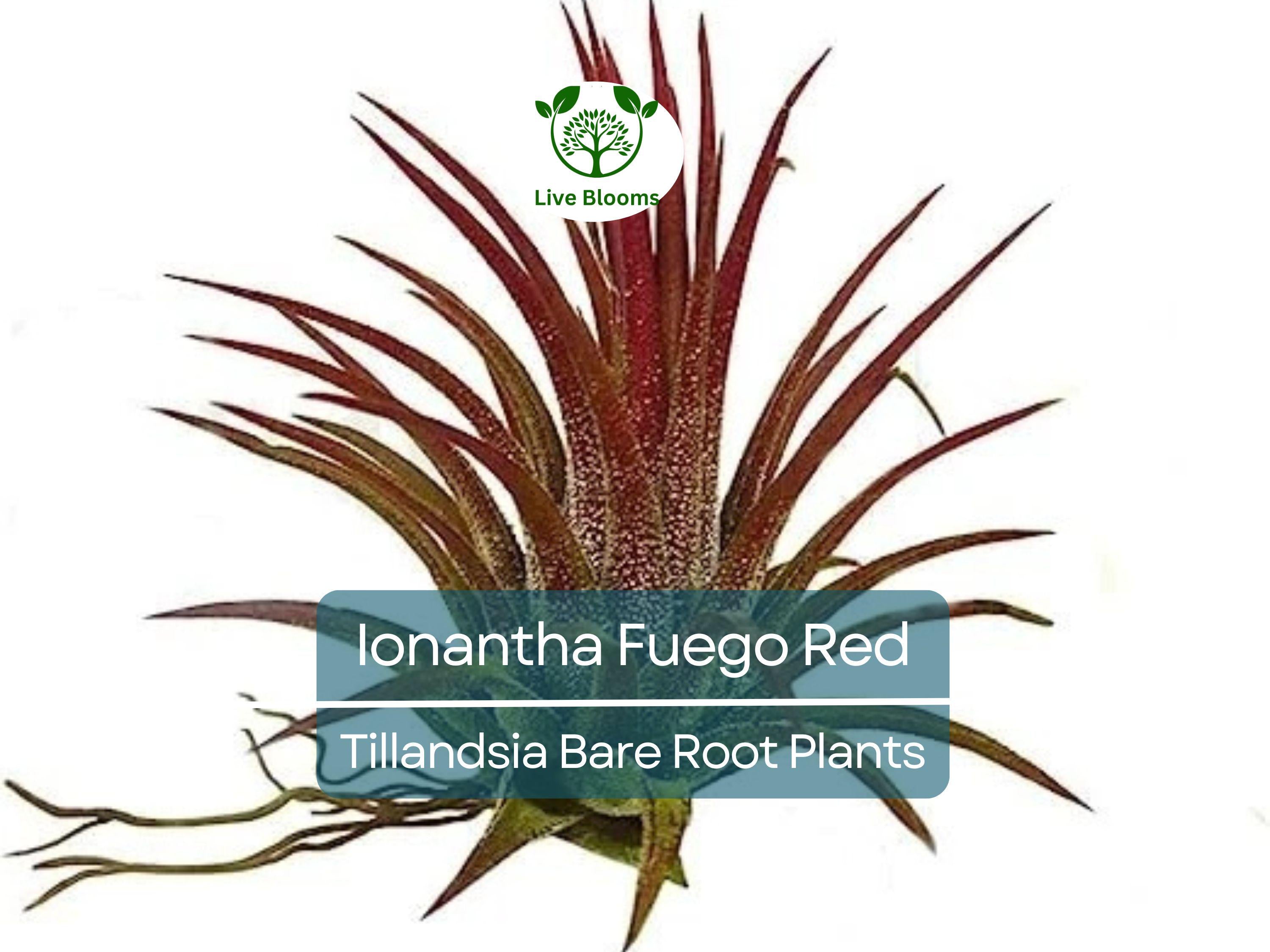 5 Ionantha Fuego Red Air Plants – Exotic Tillandsia – Bare Root – Low Maintenance Houseplants – Vibrant Color, No Soil Needed