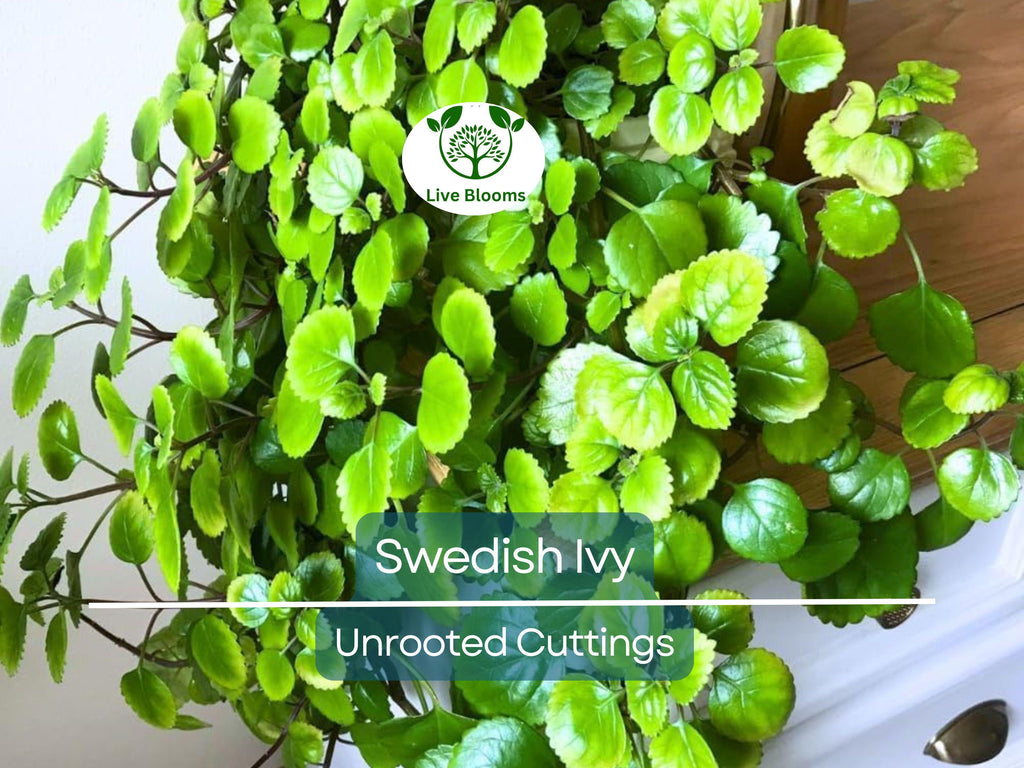 5 Organic Swedish Ivy Unrooted Cuttings 4" Length - Plectranthus Verticillatus - Easy to Grow Houseplant for Propagation & Indoor Decor