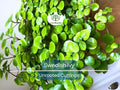 5 Organic Swedish Ivy Unrooted Cuttings 4" Length - Plectranthus Verticillatus - Easy to Grow Houseplant for Propagation & Indoor Decor