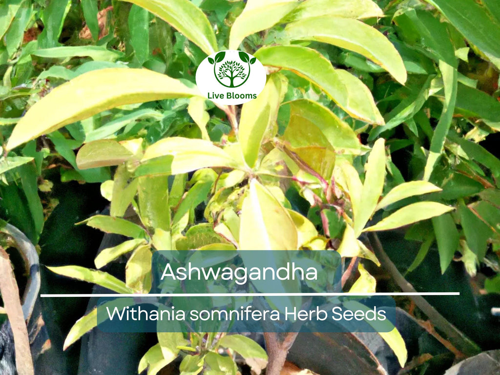 50 Ashwagandha Herb Seeds for planting | Withania somnifera (Indian Ginseng) - Grow Your Own Plant