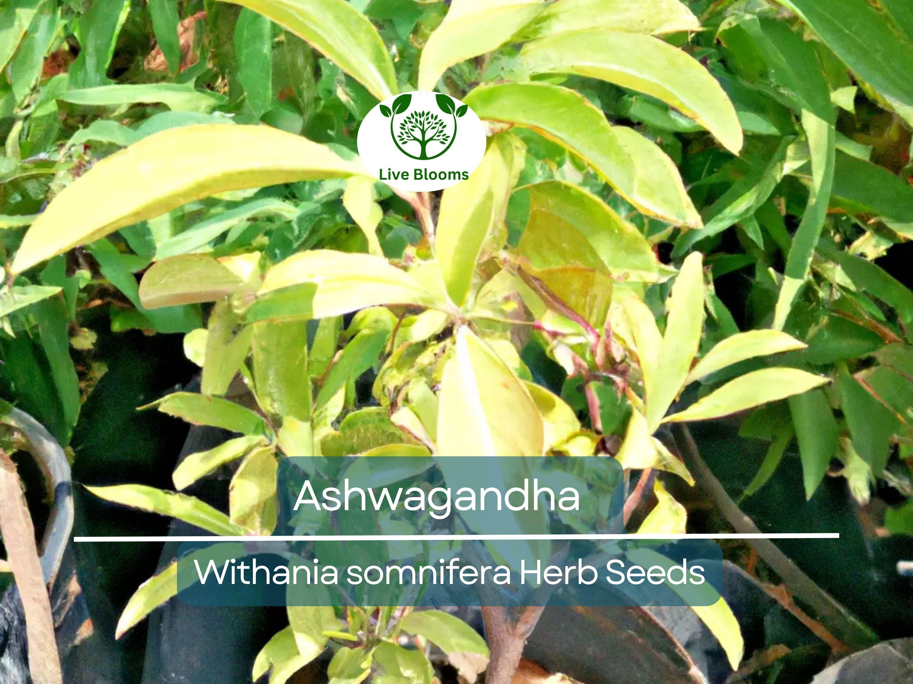 50 Ashwagandha Herb Seeds for planting | Withania somnifera (Indian Ginseng) - Grow Your Own Plant