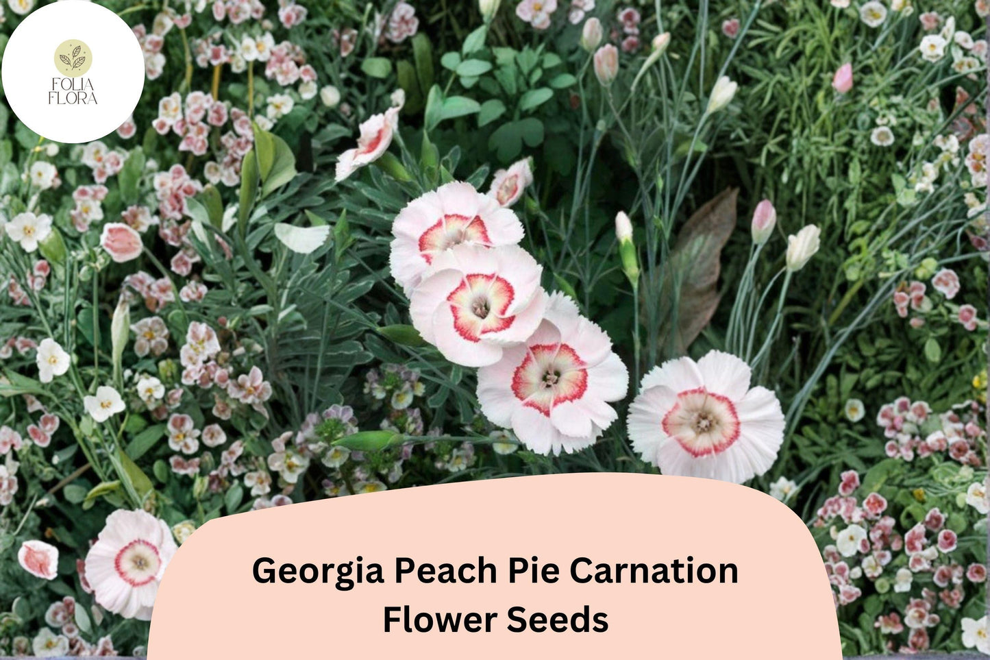 200+ Georgia Peach Pie Carnation Seeds: Peach-Pink Blooms, Fragrant Hardy Flowers