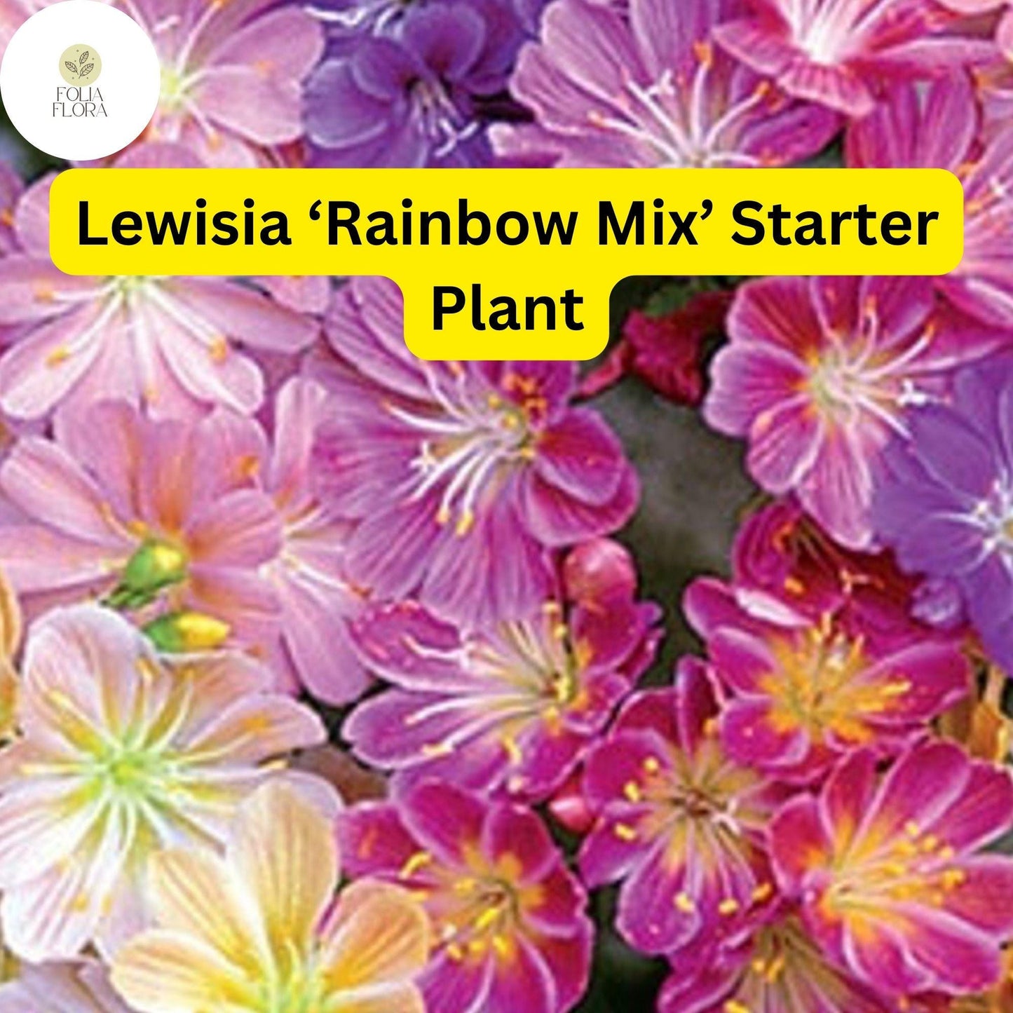 1 Live Starter Plant Lewisia ‘Rainbow Mix’, Hardy Succulent, Colorful Blooms