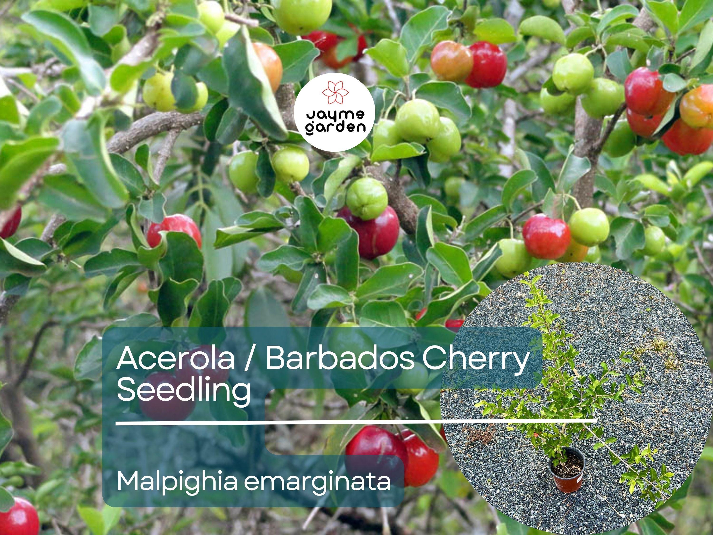 Acerola Starter Plant Seedling (Malpighia emarginata) - Live Fruit Tree 2′-3′ Tall - Guarani, Barbados, West Indian Cherry for Garden