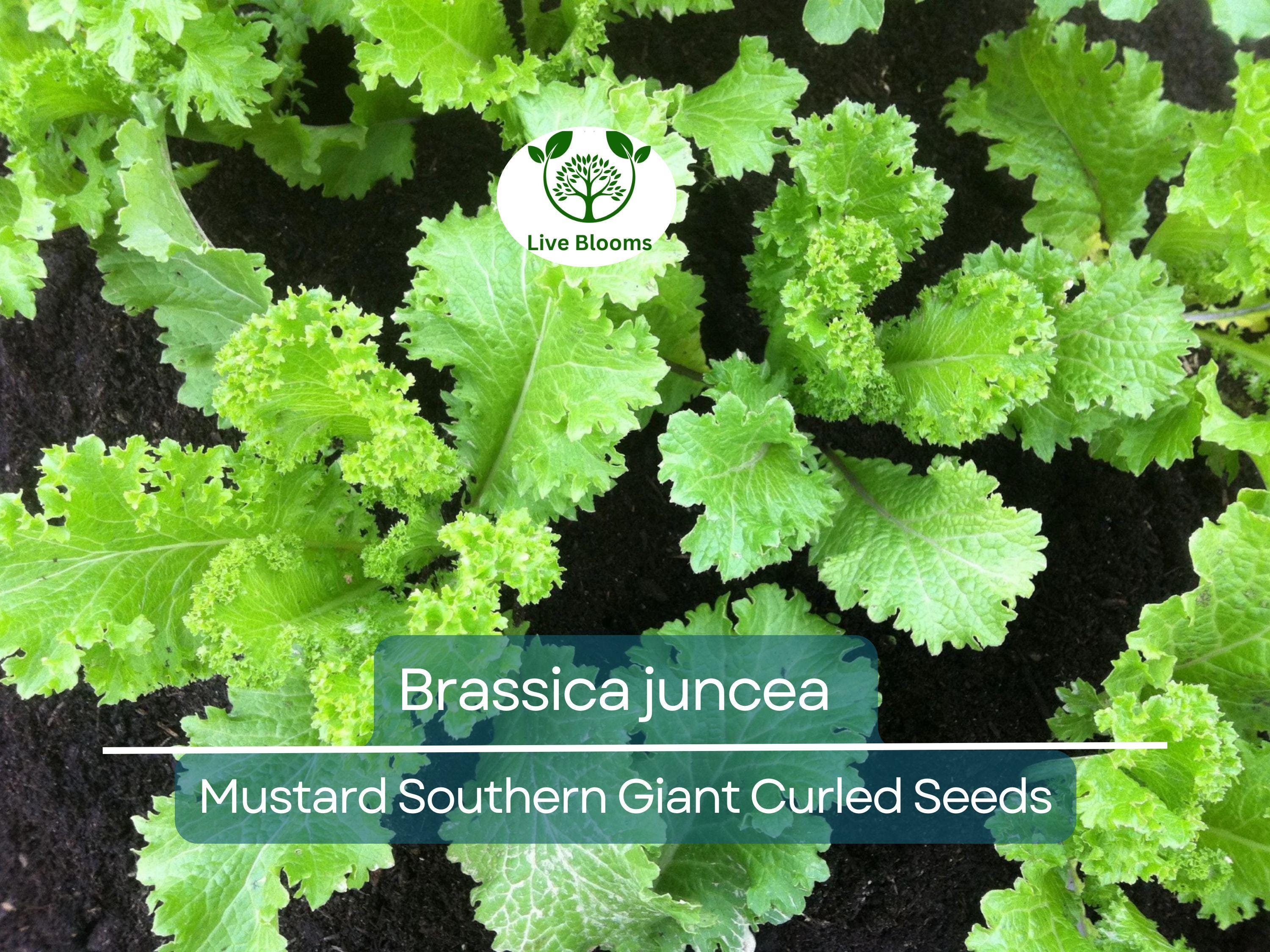 500 Seeds Mustard Southern Giant Curled for Planting (Brassica juncea) - Hearty, Curled Mustard Greens for Home Gardens, Fast-Growing