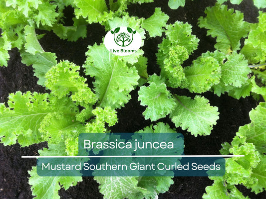 500 Seeds Mustard Southern Giant Curled for Planting (Brassica juncea) - Hearty, Curled Mustard Greens for Home Gardens, Fast-Growing