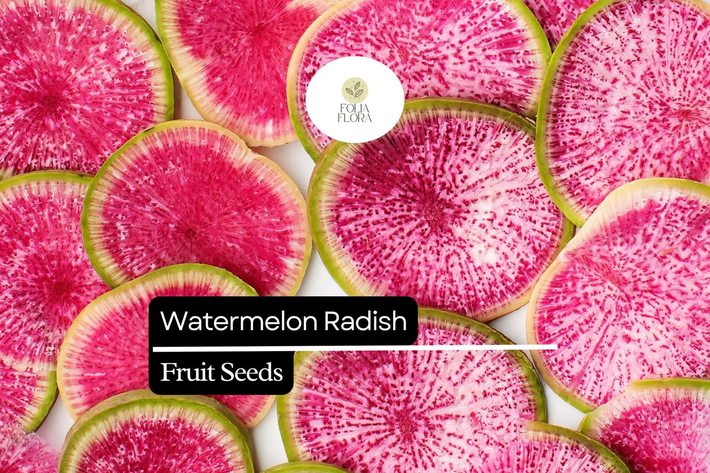 500+ Watermelon Radish Seeds – Heirloom Red Meat Radish for Garden Planting