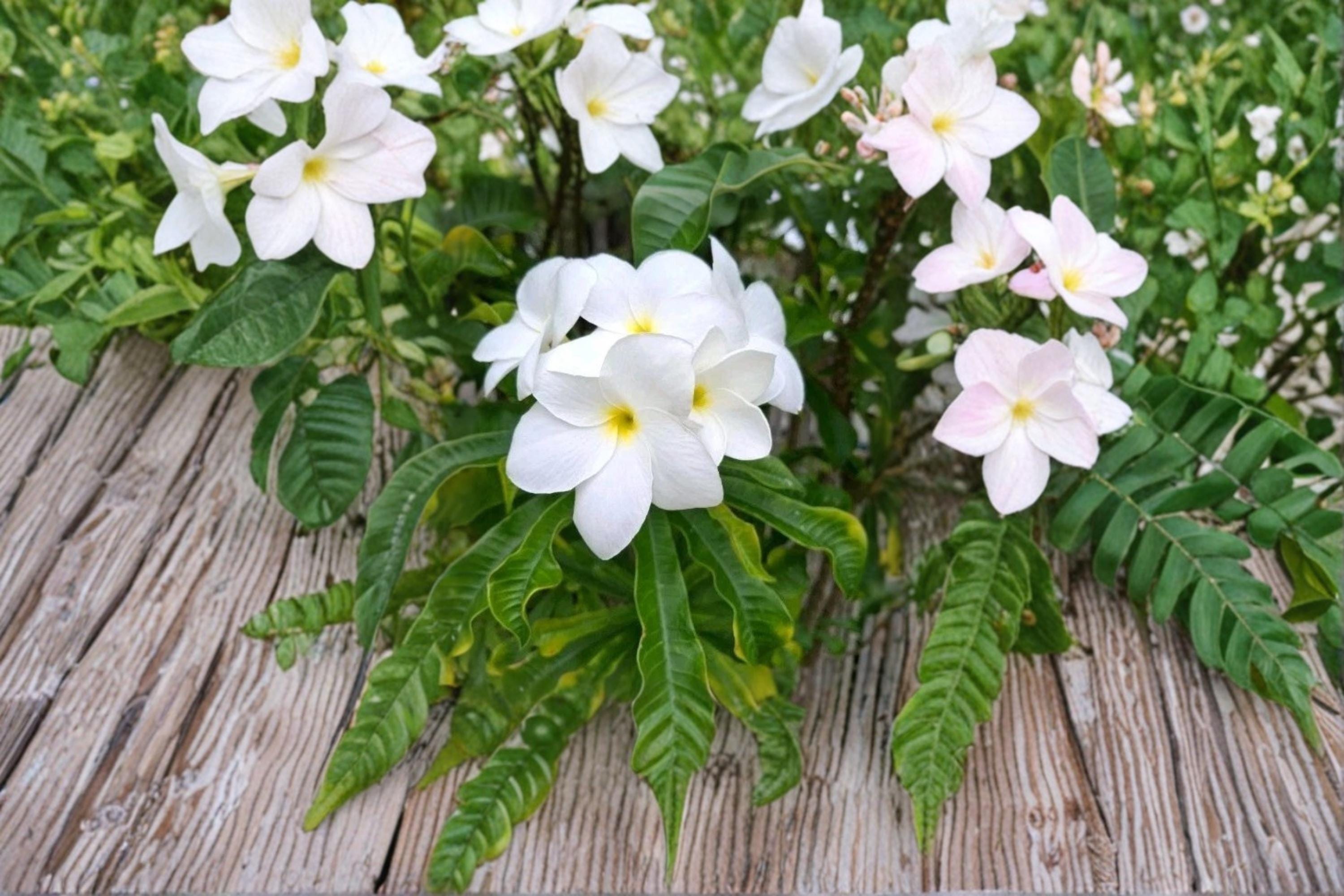 Bridal Bouquet Plumeria 1 Cutting 10" (Plumeria pudica) Snow White Frangipani
