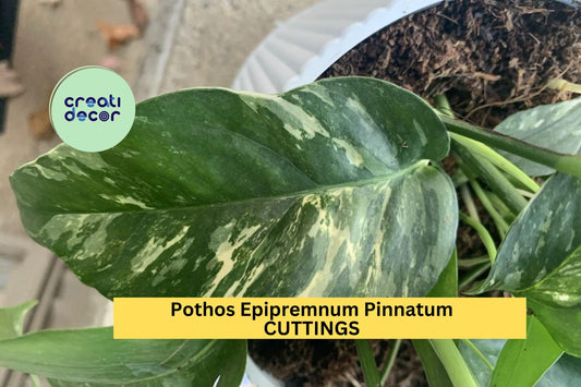 1 Pothos Epipremnum Pinnatum Albo Variegata | Unrooted Cutting | Rare Variegated Houseplant | Trailing Indoor Plant