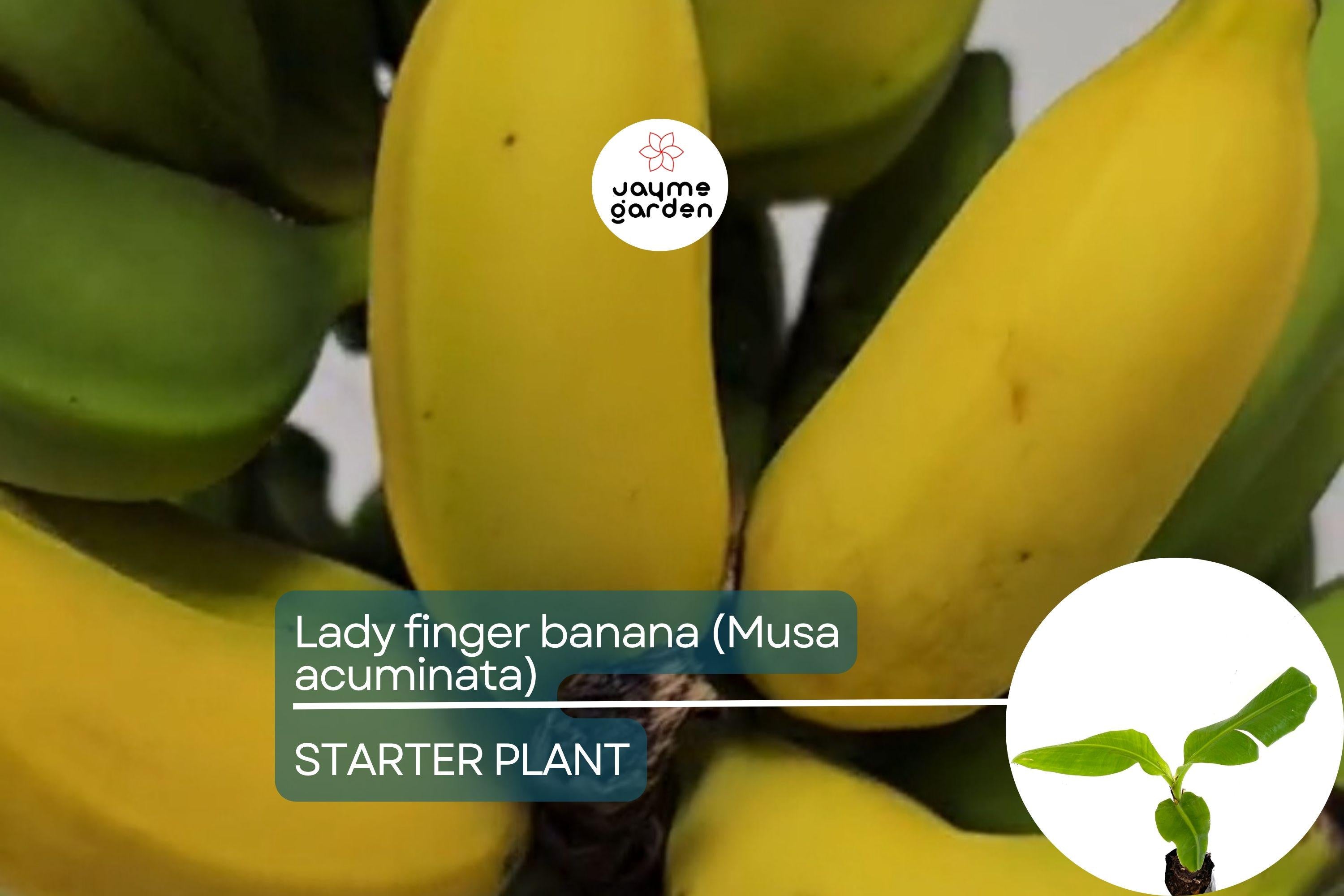 Lady Finger Banana Tree - Live Seedling 2’-3’ Tall | Sweet & Creamy Fruit | Tropical Beauty | Easy Care and Fast Growing