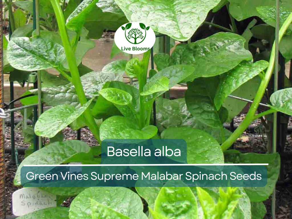 500 mg Seeds Malabar Spinach Green Vines – Basella alba | Heirloom Vegetable for Planting, Lush Growth & Nutritious Harvests