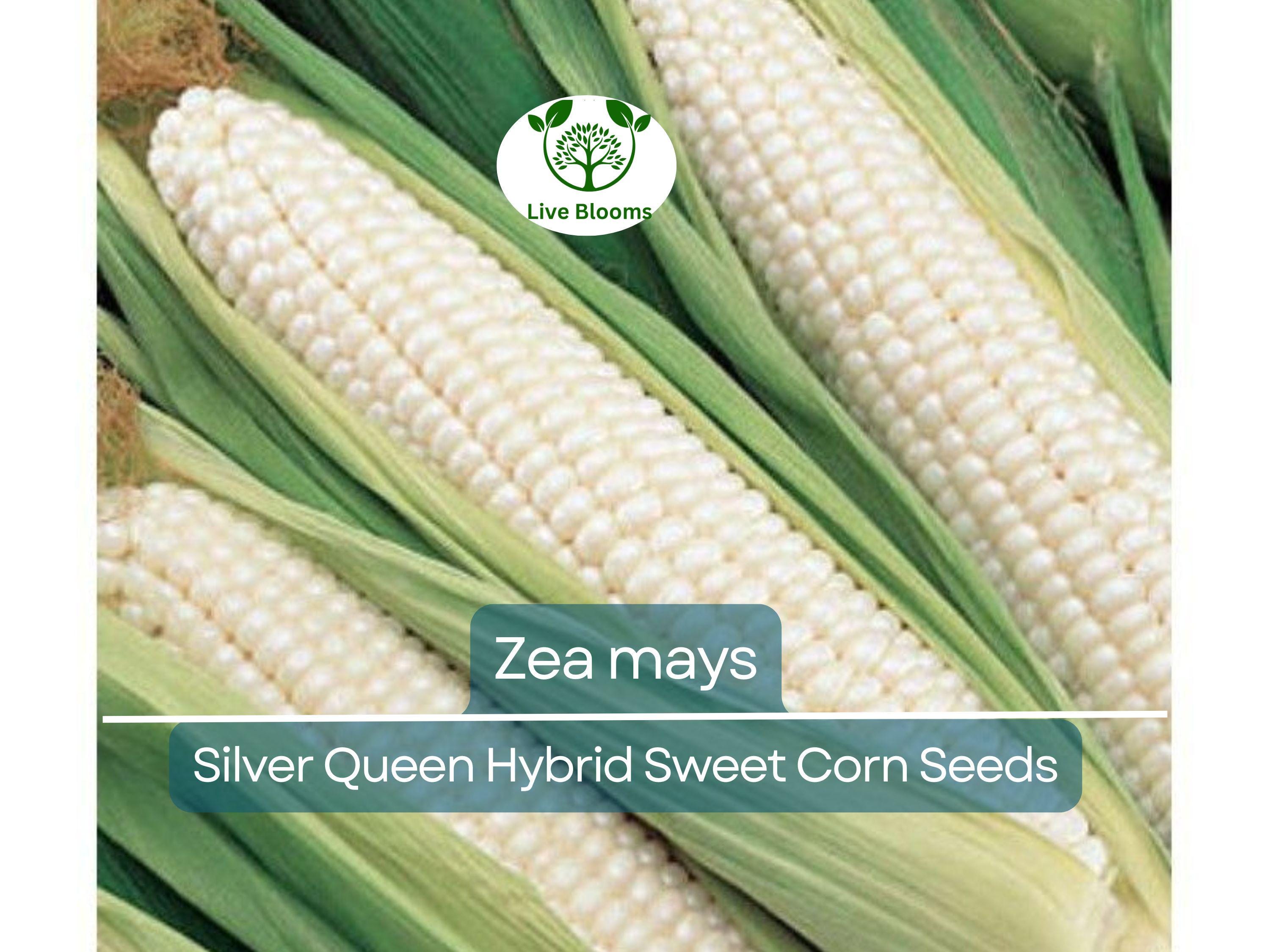 35 Seeds Corn Silver Queen Hybrid Sweet – Zea mays | Heirloom Sweet Corn for Planting, Gardening & Delicious Summer Harvests