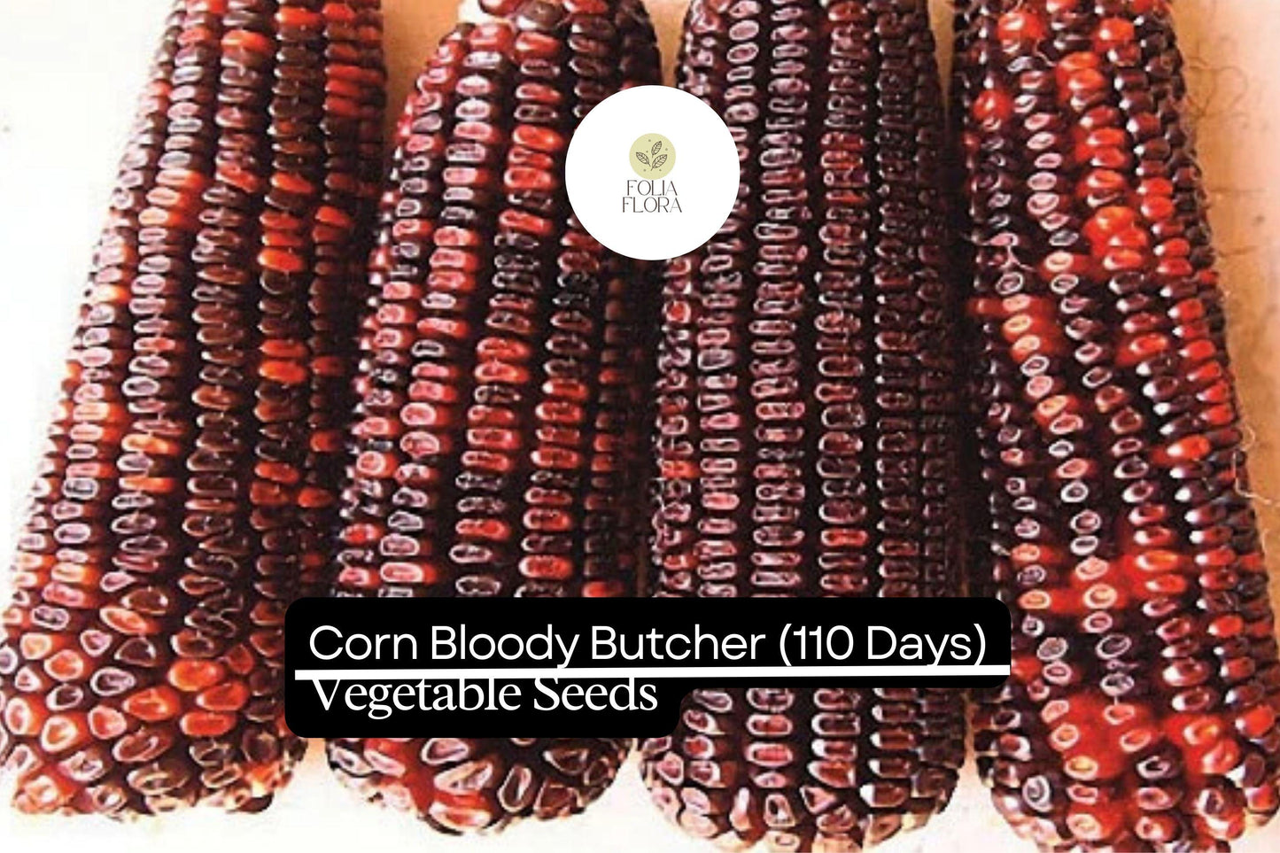 Bloody Butcher Corn (Zea mays) – Heirloom Red Kernels for Flour & Decor