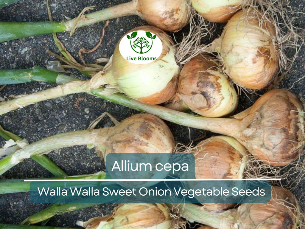 250 mg Seeds Walla Walla Sweet Onion – Allium cepa | Heirloom Sweet Onion for Planting, Gardening & Delicious Harvests