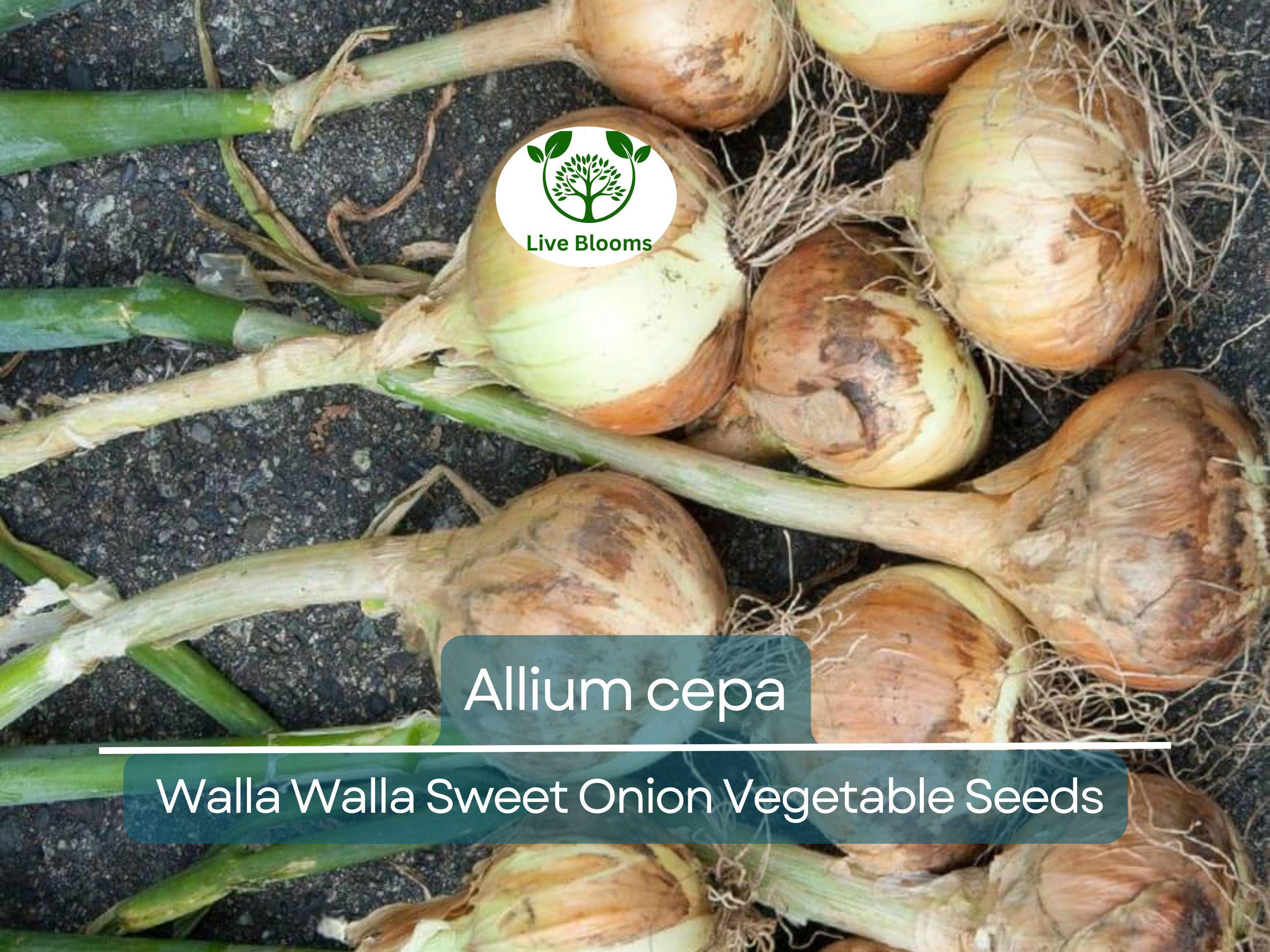 250 mg Seeds Walla Walla Sweet Onion – Allium cepa | Heirloom Sweet Onion for Planting, Gardening & Delicious Harvests