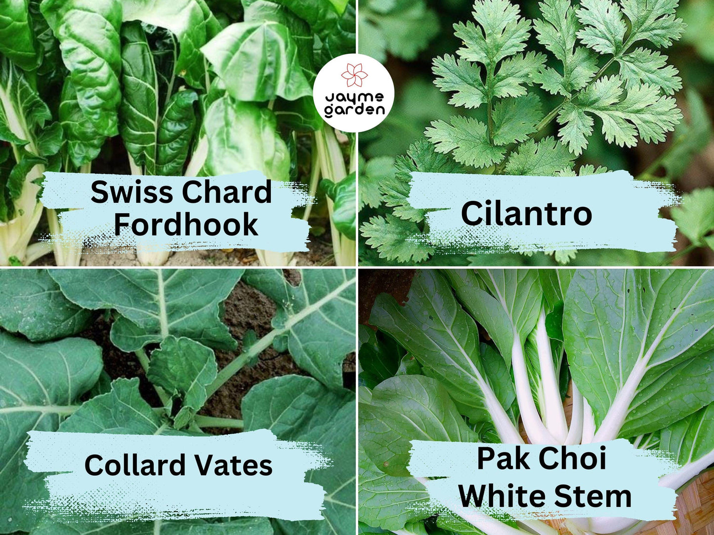 16 Vegetable & Herb Seeds Variety Pack - Heirloom Non-GMO (1g Each) - Kale, Basil, Broccoli, Dill, Pak Choi, And More for Gardening