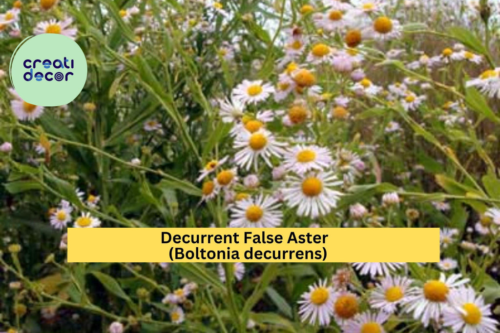 Decurrent False Aster Seeds (Boltonia decurrens) – 500 Rare Native Wildflower Seeds | Wetland, Pollinator, Meadow Plant | Zones 4–9