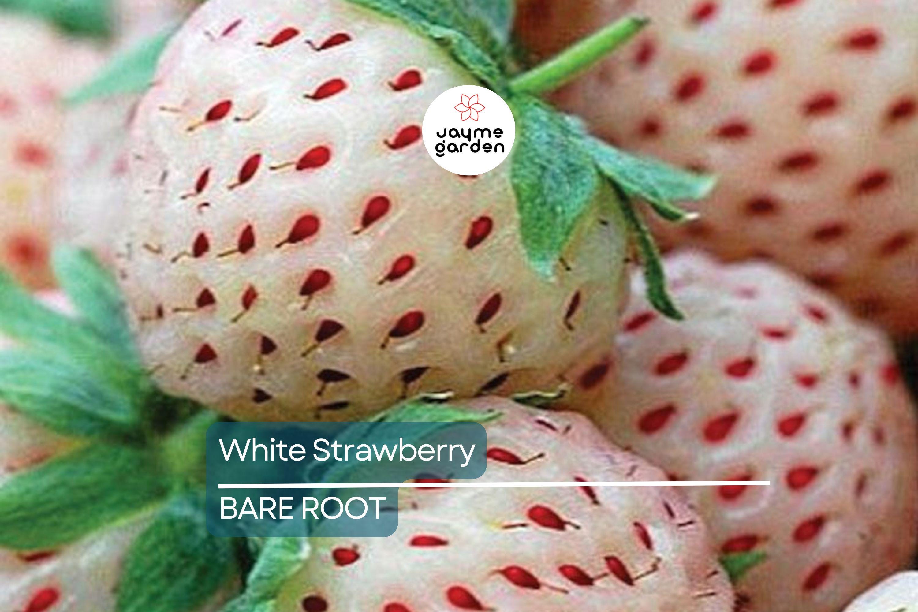 6 Bare Root Pineberry Plants, White Strawberries with Pineapple Taste, Organic, Everbearing, Spring to Fall Harvest