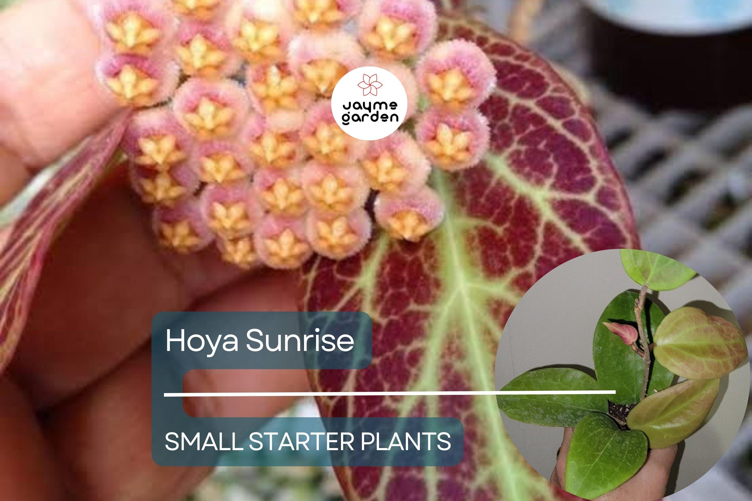 Hoya Sunrise Starter Plant - Well-Rooted, 5-7 Inches Tall - Exotic Tropical Houseplant with Stunning Foliage & Fragrant Flowers