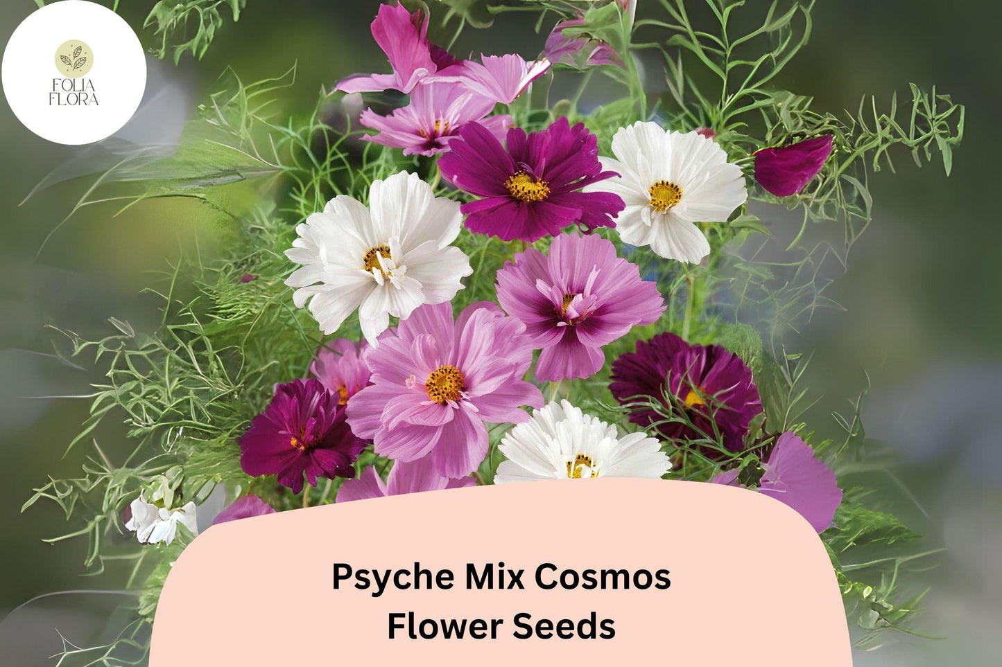 200+ Psyche Mix Cosmos Seeds | Cosmos Bipinnatus White Pink Red | Annual Garden Flower Seeds for Planting
