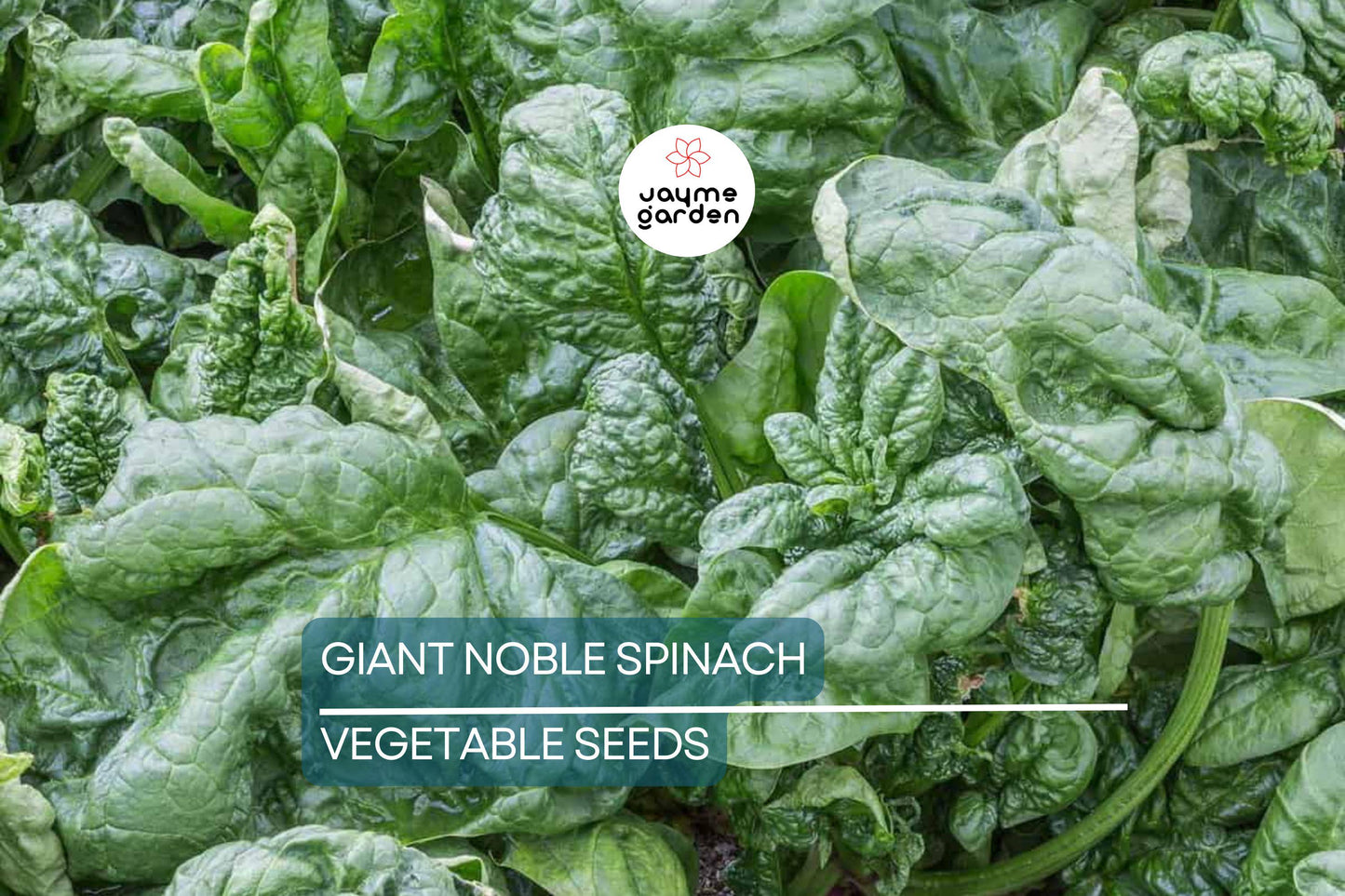 500 Giant Noble Spinach Seeds | Non-GMO Heirloom | Long-Standing Variety