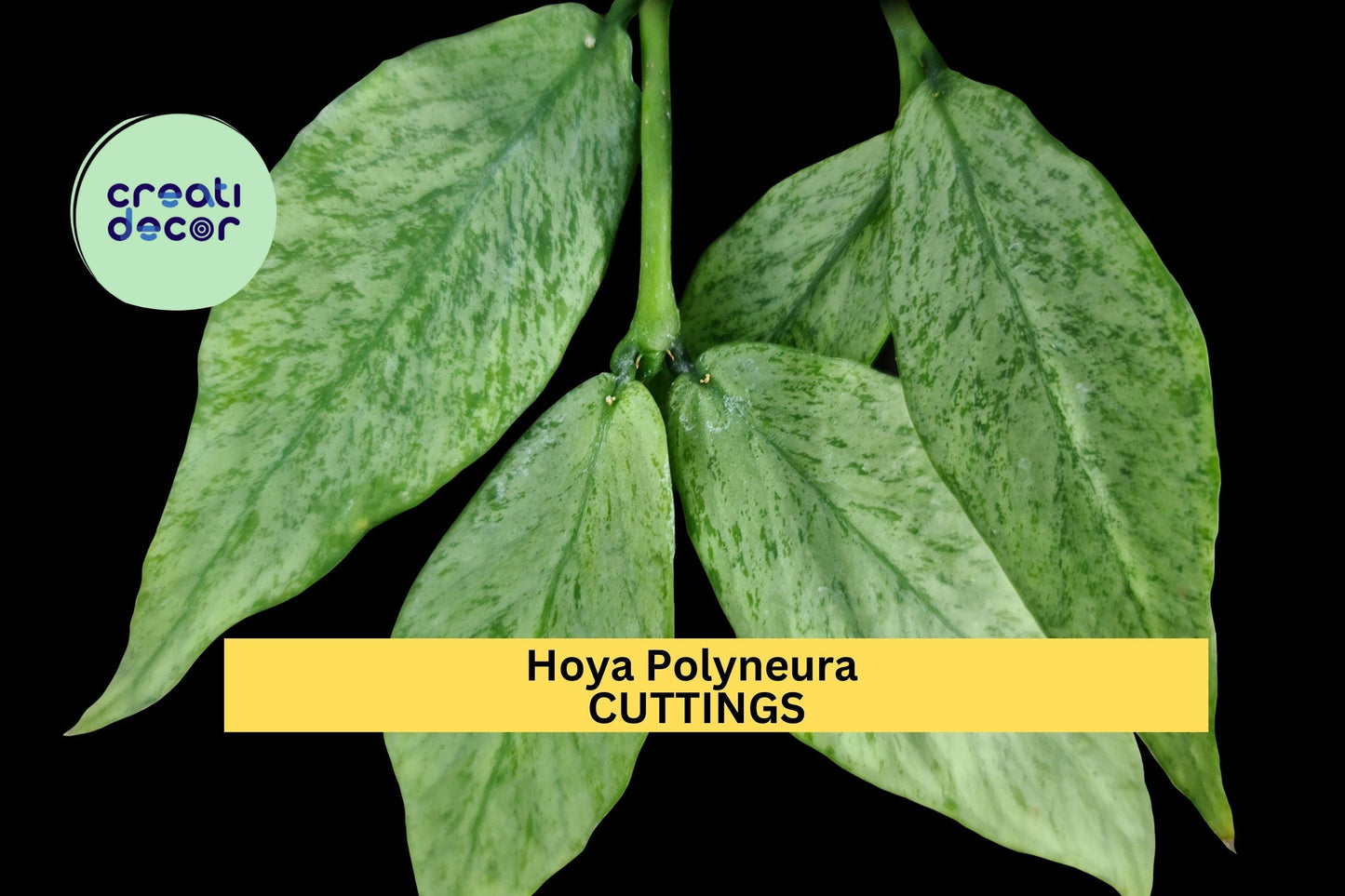 Hoya Polyneura Cutting | 1 Node 2 Leaves Unrooted | Fishtail Hoya Starter Plant | Rare Indoor Vine for Bright Light Spaces