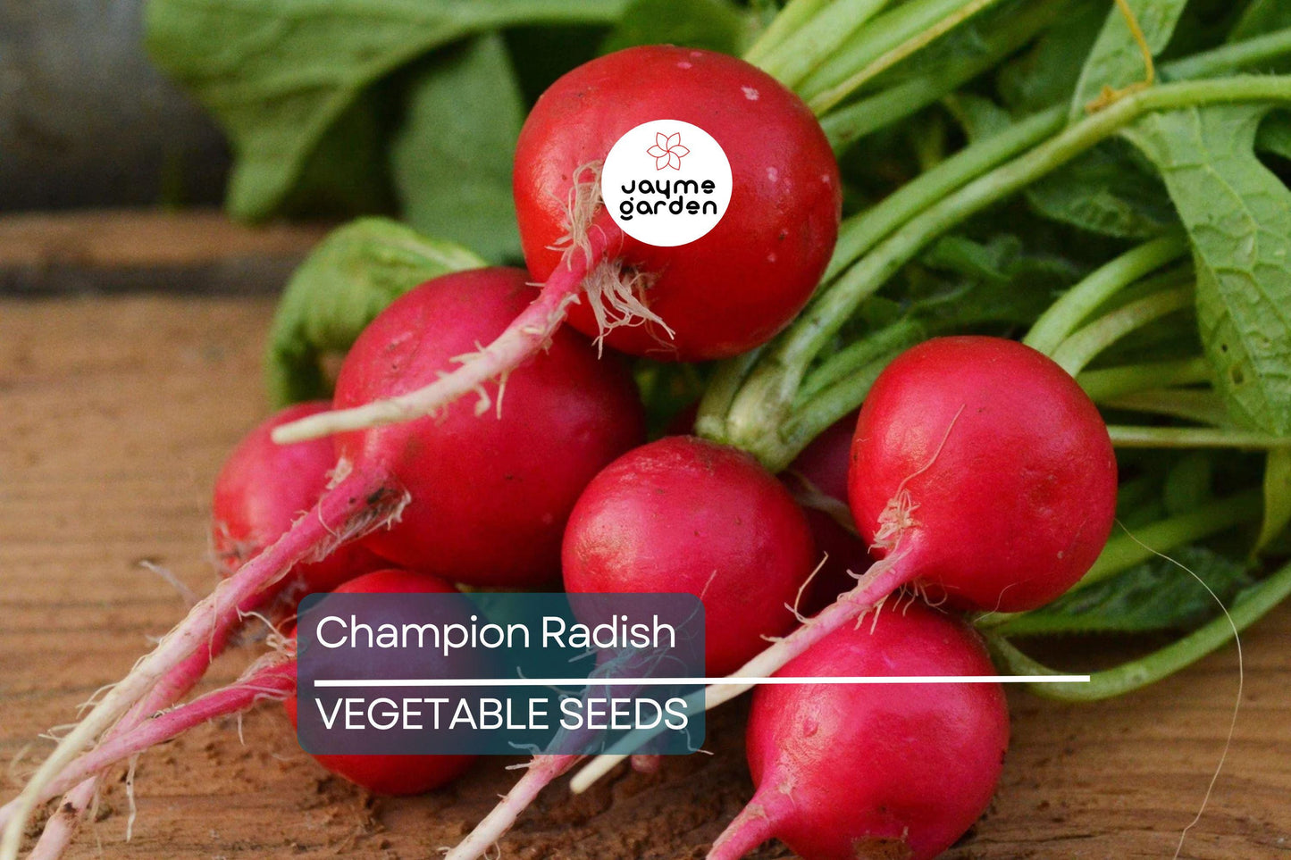300 Champion Radish Seeds - Heirloom, Non-GMO, 1-2" Round Radishes, 6-8" Tall, Fast-Growing, USA Seller