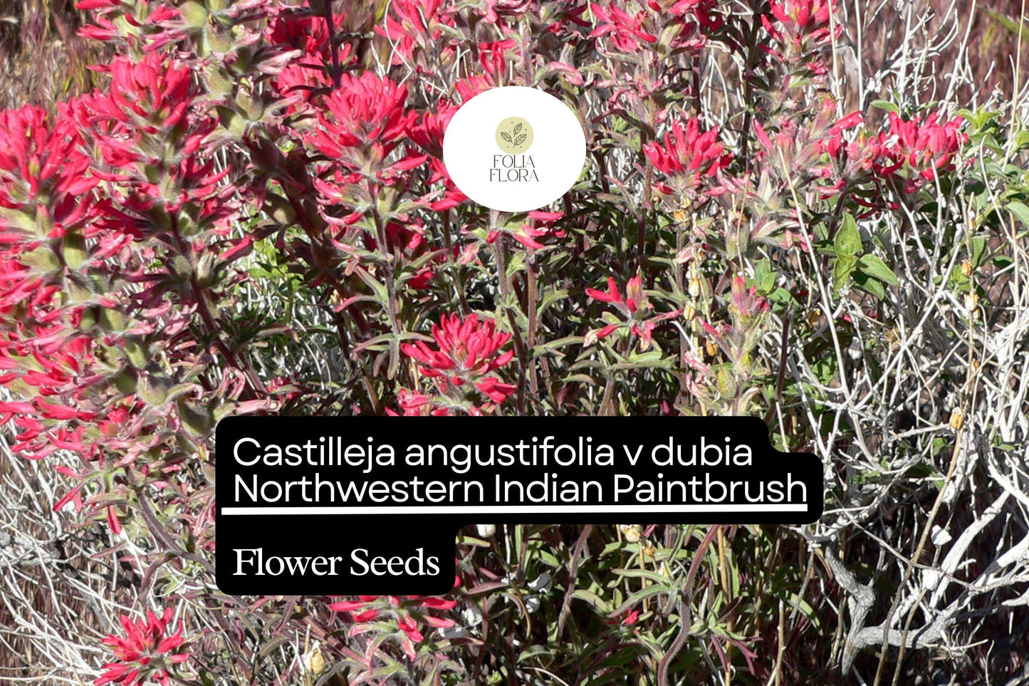 500 Castilleja angustifolia v. dubia Seeds | Northwestern Indian Paintbrush | Wildflower for Garden Planting
