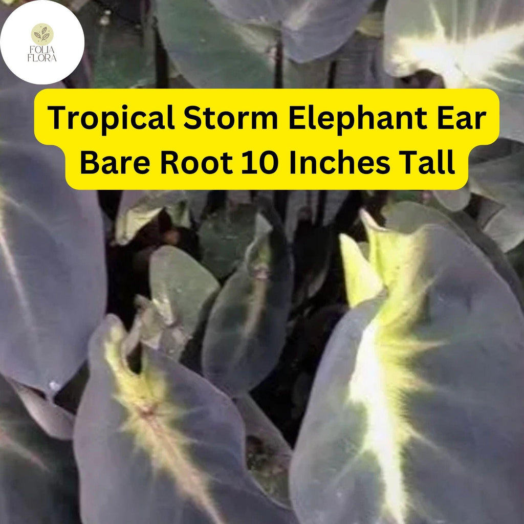 1 Colocasia esculenta ‘Tropical Storm’ - Elephant Ear Bare Root Live Plant 10” - Exotic Foliage