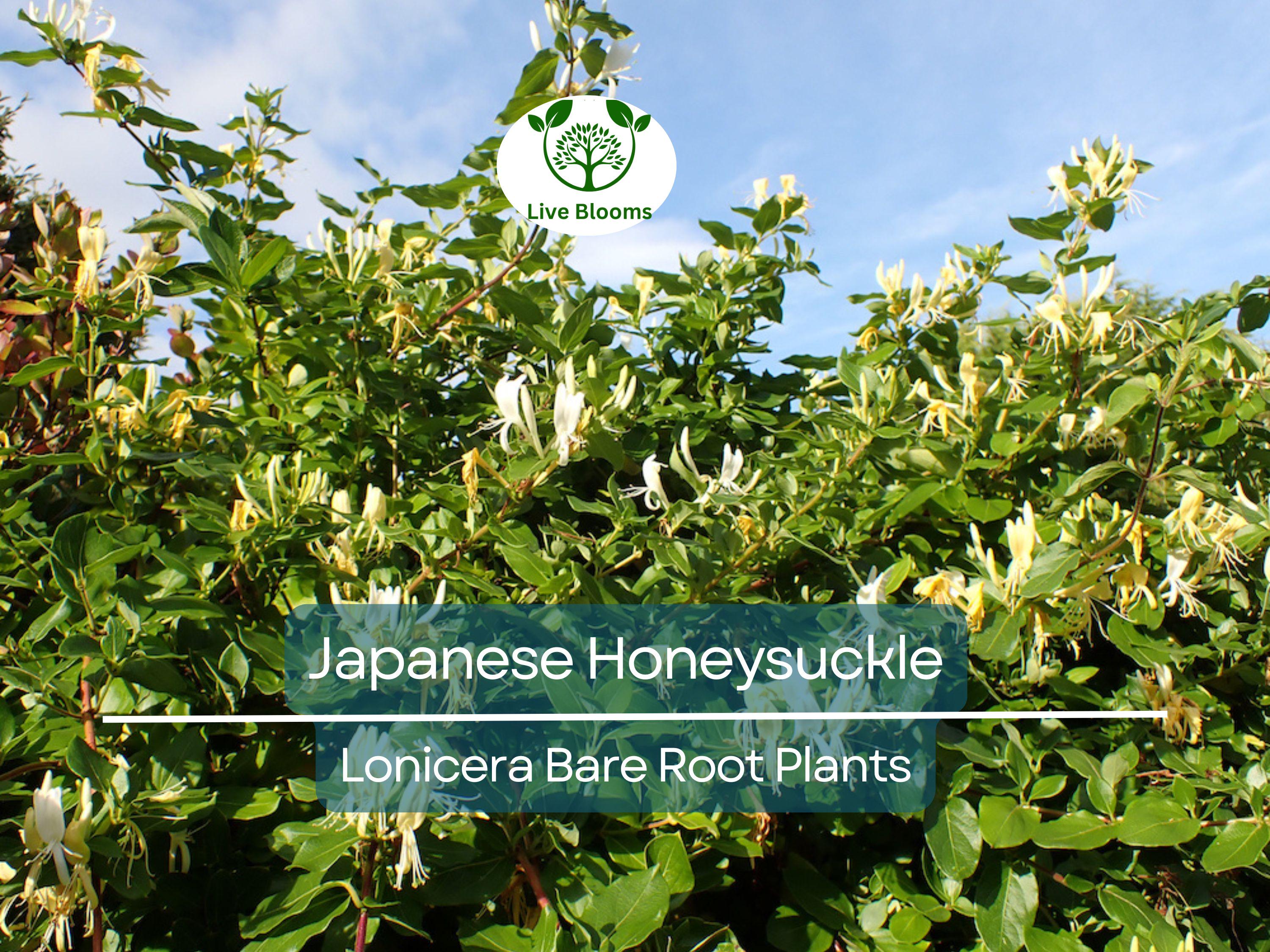 5 Japanese Honeysuckle Vines – Lonicera japonica – Live Bare Root Starter Plants – Fast-Growing & Fragrant Climber