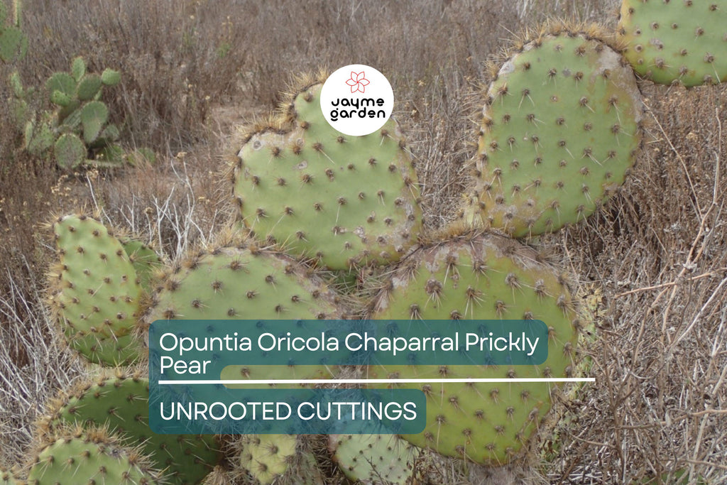 Opuntia Oricola Chaparral Prickly Pear Cactus Pad Cutting (1) | 5-7" Tall | Coastal Los Angeles Origin | Easy to Root