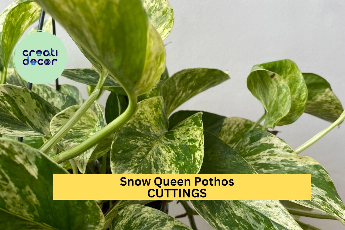 Snow Queen Pothos 3 Cuttings | Unrooted Epipremnum Aureum Vines | Rare Variegated Houseplant Starter for Pots or Hanging Baskets