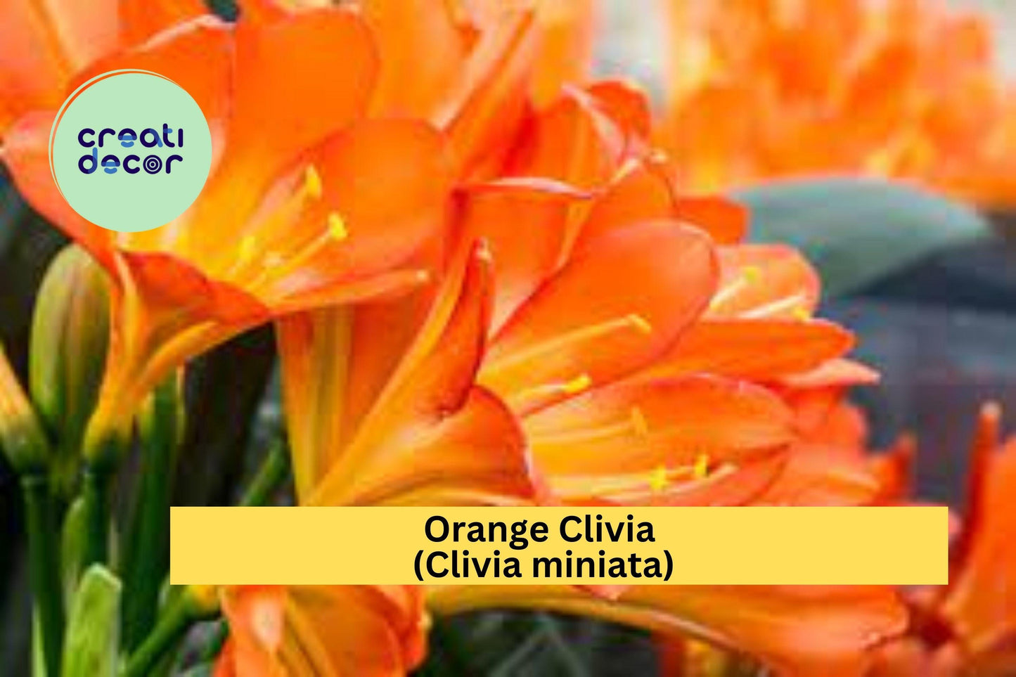 Orange Clivia Plant | Clivia miniata | Large Bare Root Live Perennial Houseplant