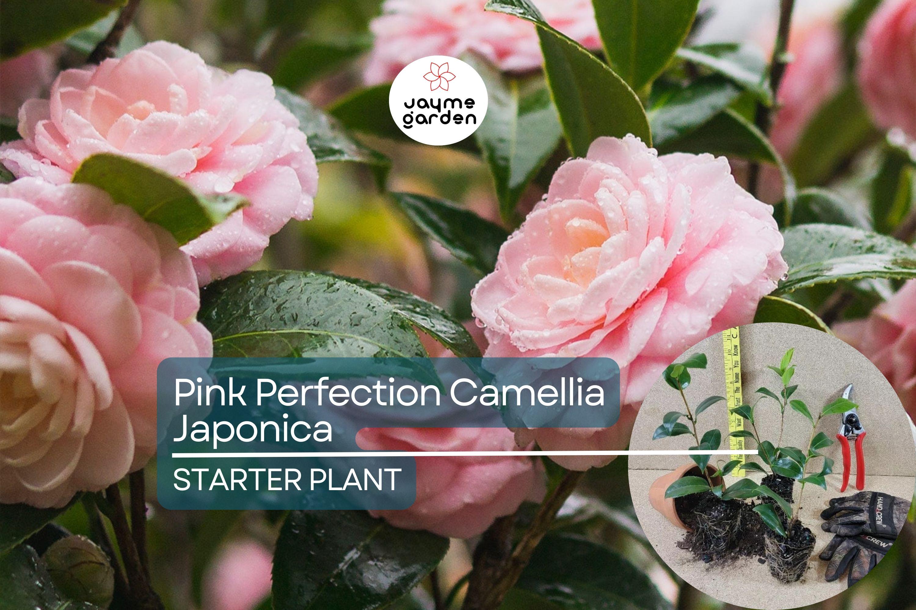 1 Pink Perfection Camellia Japonica | Live Starter Plant | Pale Pink Double Blooms | Evergreen Shrub for Shade Gardens | Zones 7b-10