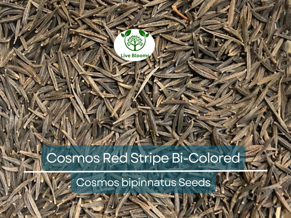 100 Seeds Cosmos Red Stripe Bi-Colored Flowers Pollinators Butterflies Non-GMO (Cosmos bipinnatus)
