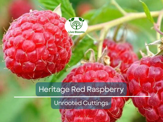 4 Red Raspberry Heritage Scion Cuttings - Rubus idaeus Unrooted 10-12” for Rooting or Grafting - High-Yield Berry Plants