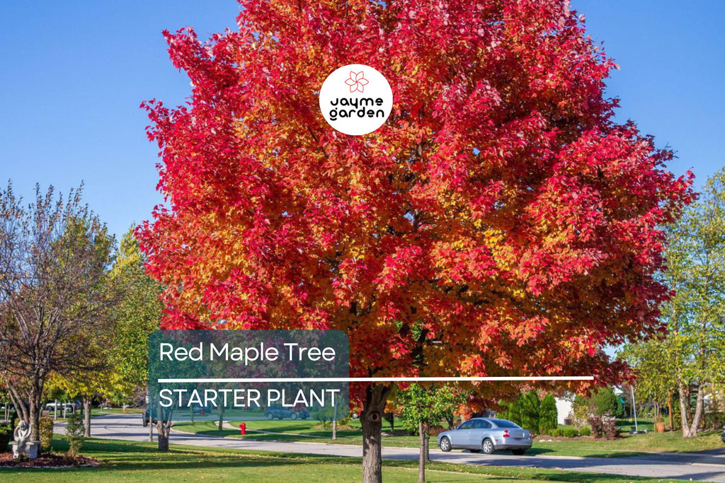 Red Maple Tree Seedlings - 8-12" Live Starter Trees for Planting, Hardy Shade Trees, Landscaping Favorites, Grown in the USA