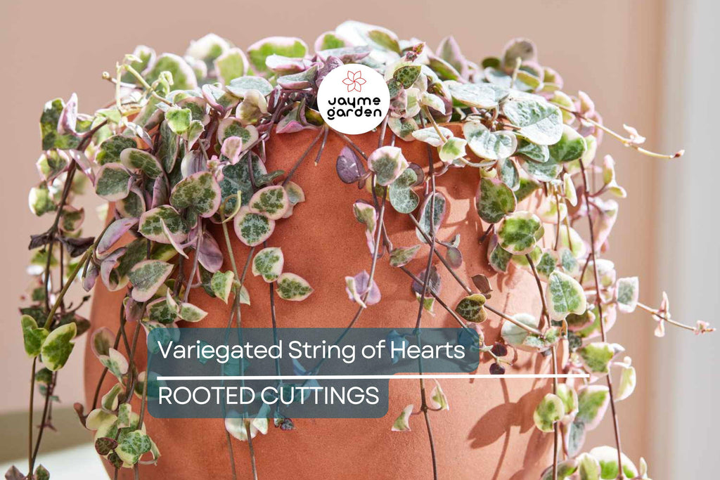 Variegated String of Hearts Cutting - Ceropegia Woodii in Prop Cup, Easy to Grow
