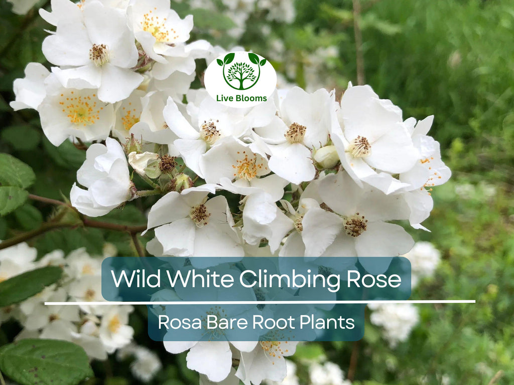 1 Wild White Climbing Rose – Live Hardy Bare Root Plant 6–10” – All Natural, Easy-Care Rose for Trellis, Fence, or Garden