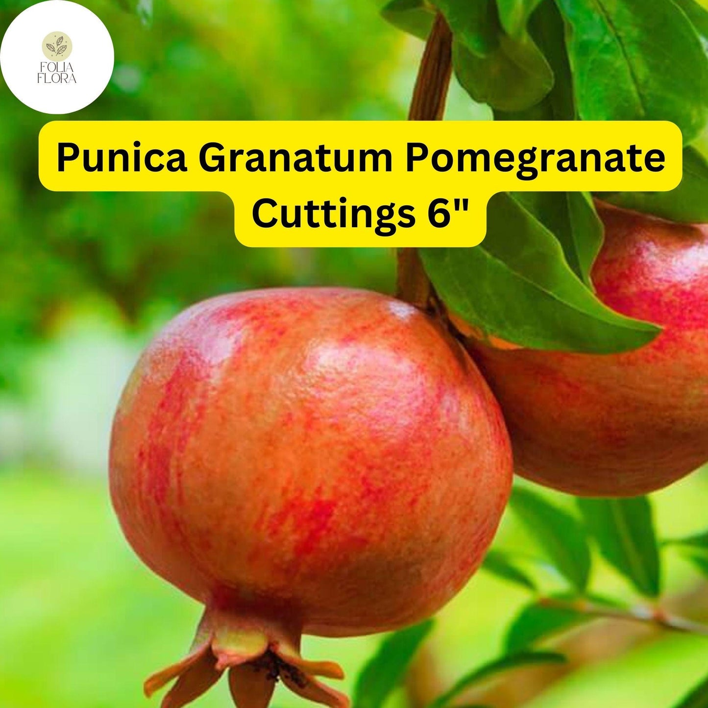 Punica Granatum Pomegranate | 7 Live 6” Fruit Tree Cuttings | Fast-Growing, Hardy, Sweet Red Fruits, Drought-Tolerant, Easy-Care